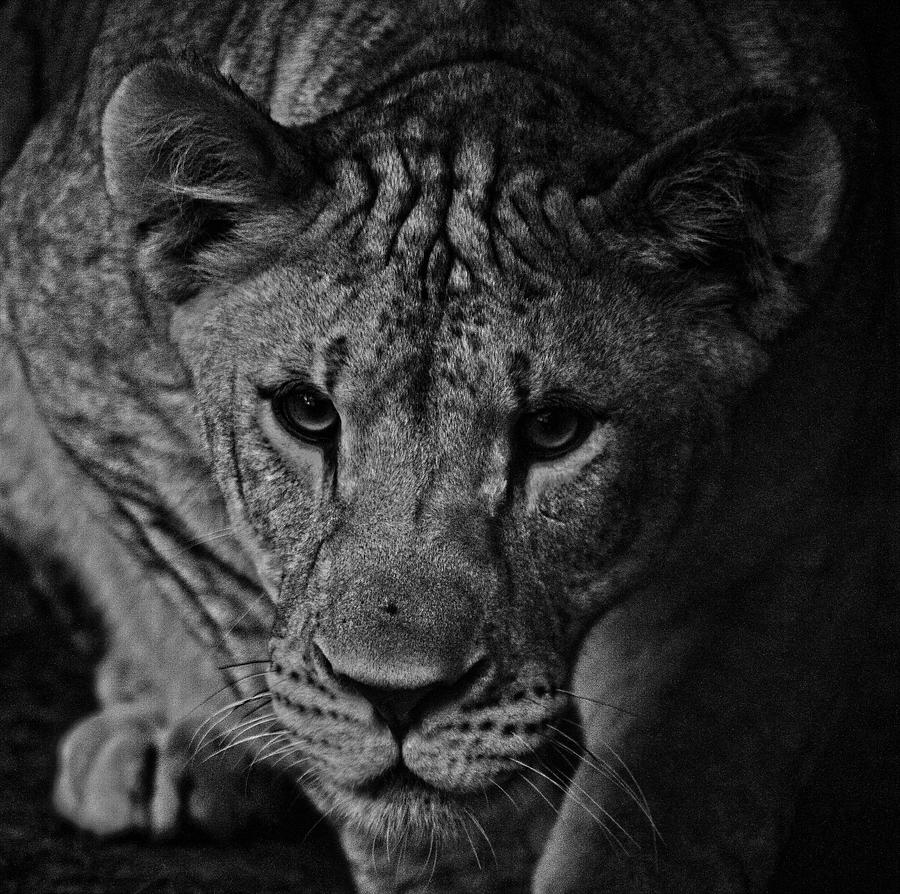 Lioness On The Prowl - Black and White Photograph by Srinivasan Venkatarajan