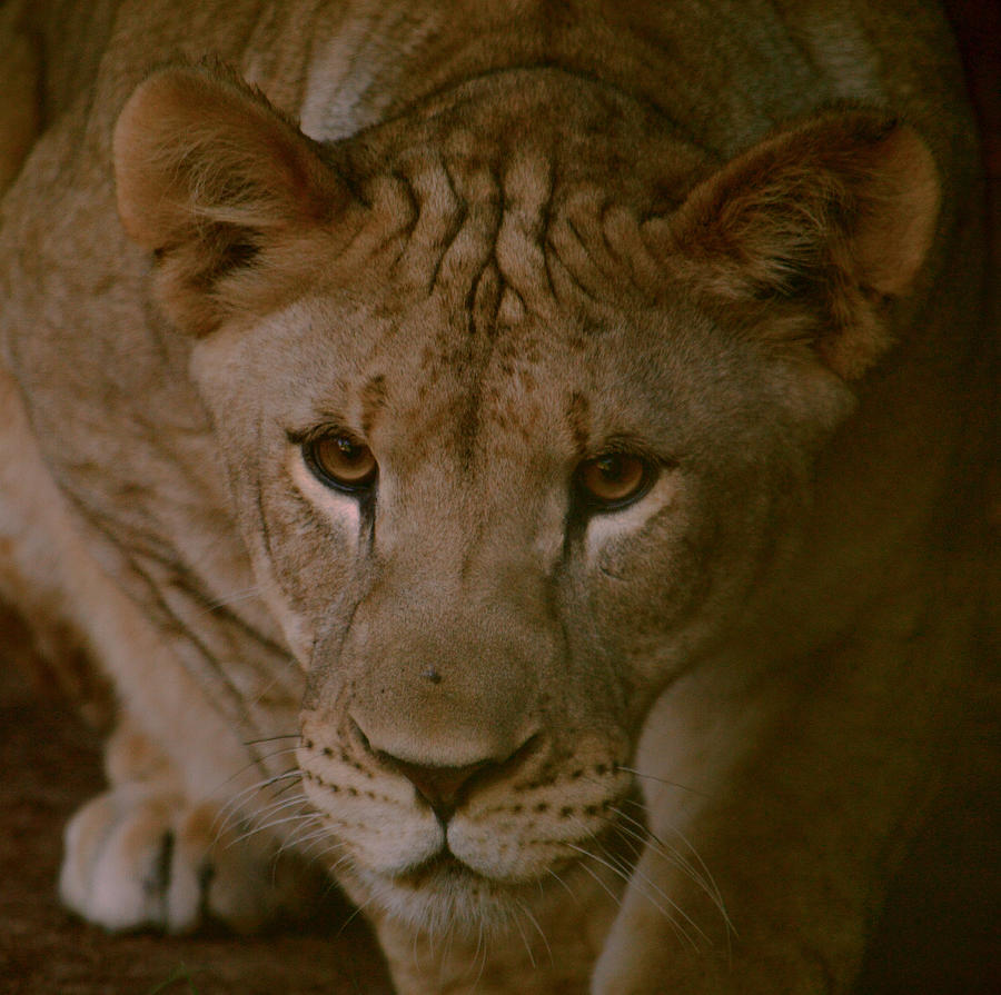Philadelphia Photograph - Lioness on the prowl by Srinivasan Venkatarajan