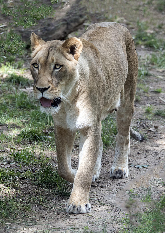 Lioness On The Prowl Photograph by William Bitman