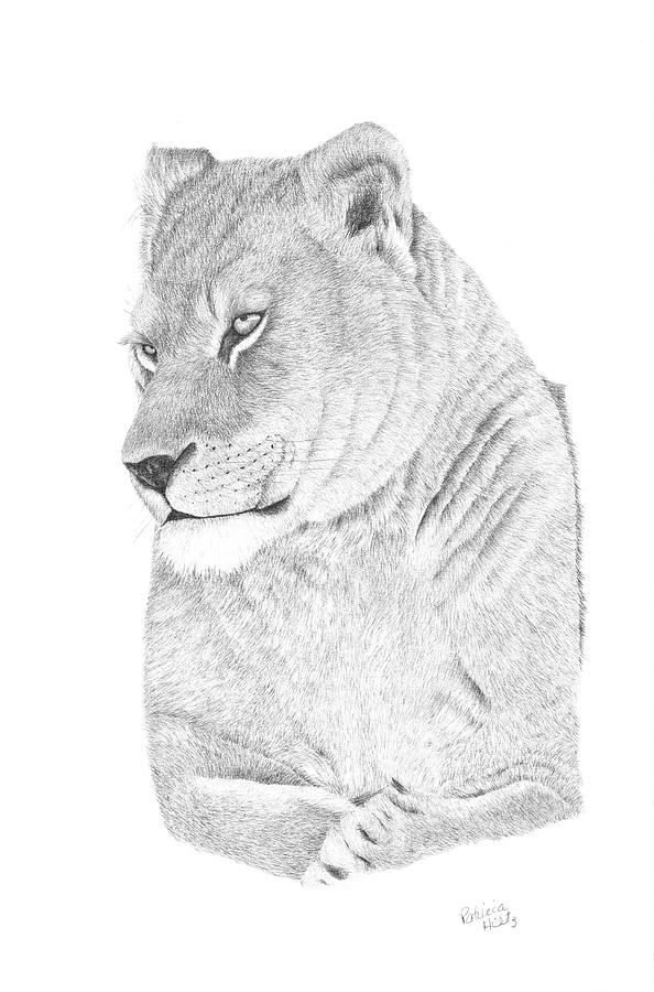 Lioness Drawing by Patricia Hiltz