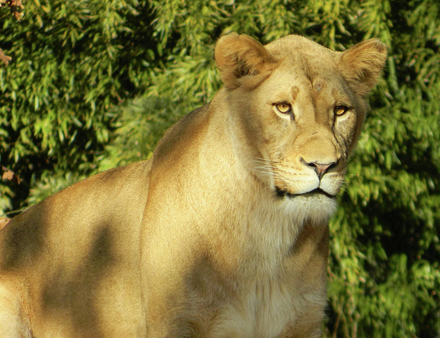 Lioness Portrait Photograph by Emmy Marie Vickers