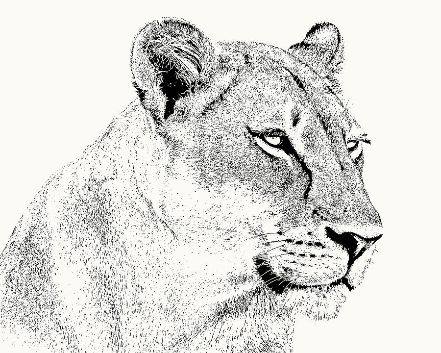Lion Photograph - Lioness Portrait by Scotch Macaskill Lion Photograph - Lioness Portrait by Scotch Macaskill