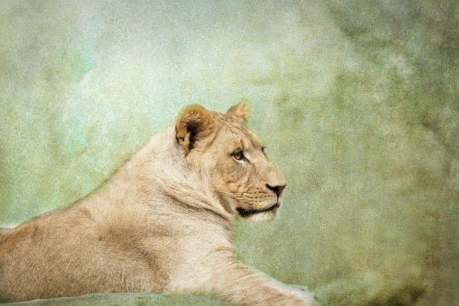 Lioness Portrait Photograph by Wade Brooks
