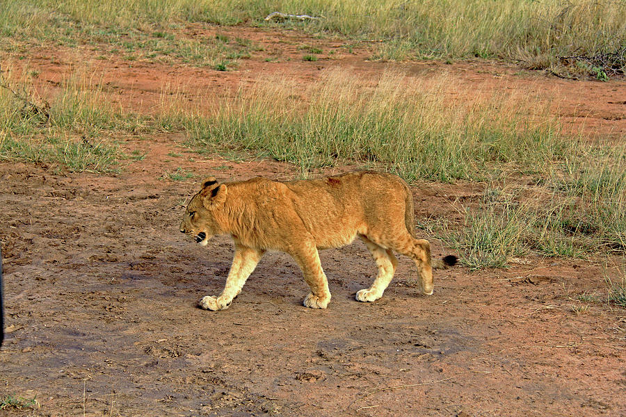 Lioness Photograph by Richard Krebs