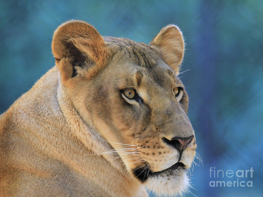Lioness Photograph by Roger Becker