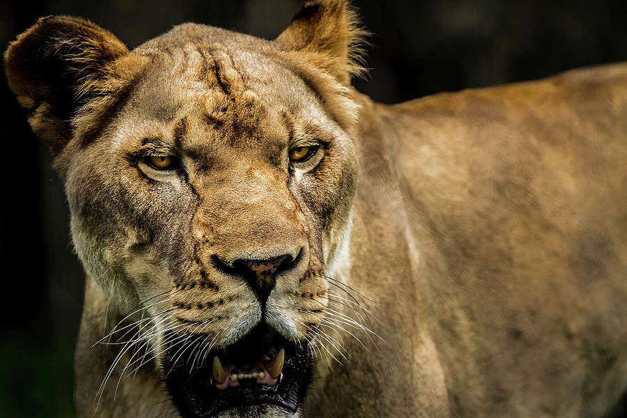 Lioness Photograph by Ron Pate