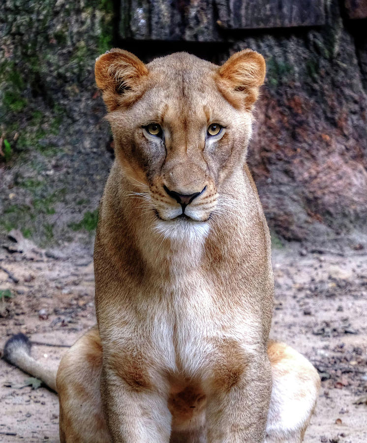 Lioness Photograph by Ronda Ryan