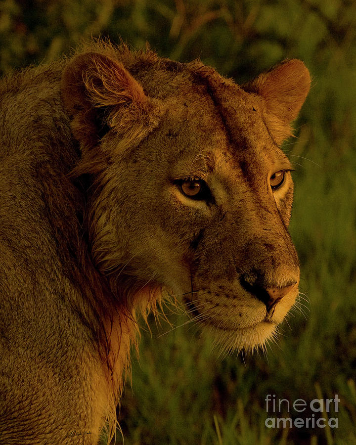 Lioness-Signed-#6947 Photograph by J L Woody Wooden