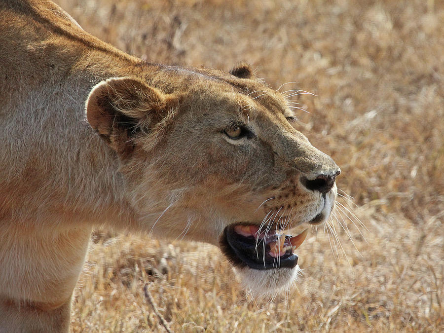 Lioness Stalking Close Up Photograph by Gill Billington