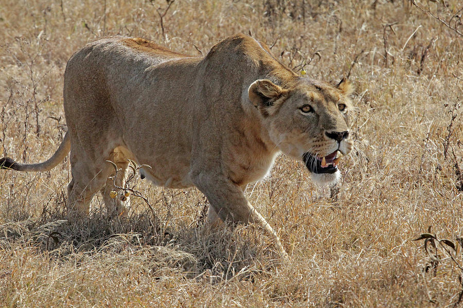 Lioness Stalking Photograph by Gill Billington
