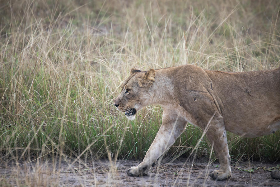 Lioness stalking in grasses in Queen Elizabeth National Park, Ug Photograph by Karen Foley