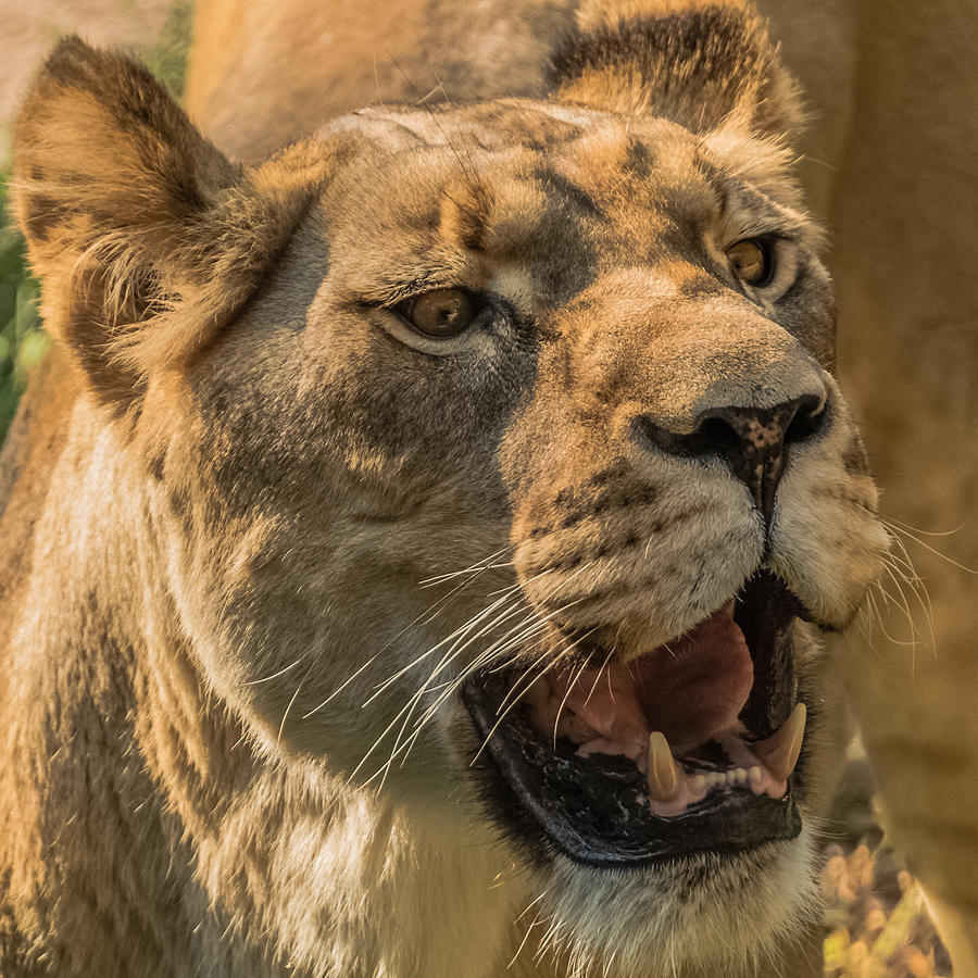 Lioness Trolling For Food Photograph by Yeates Photography