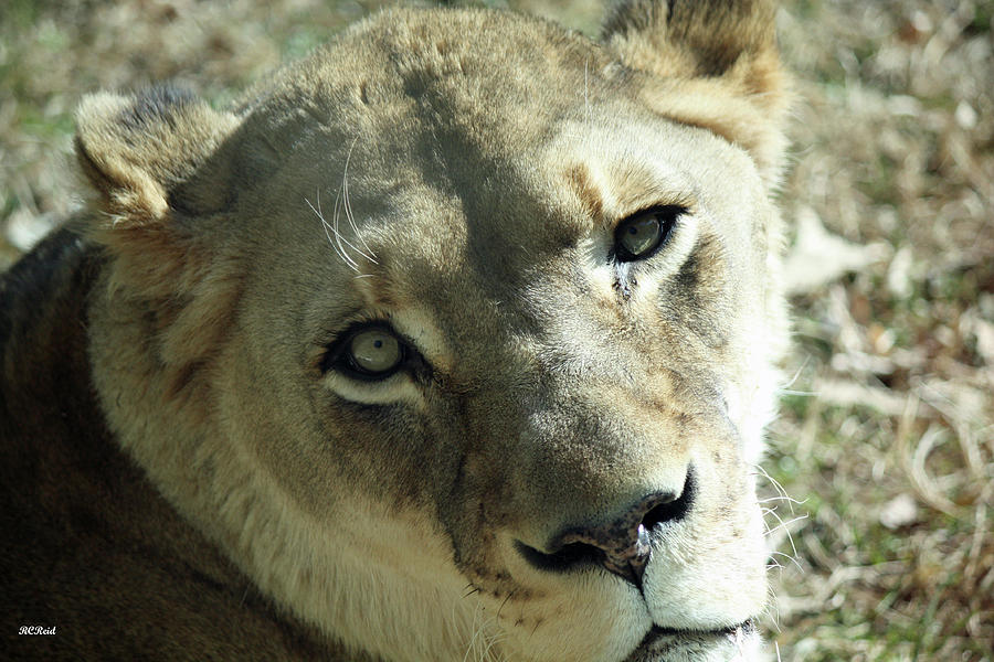 Lioness Up Close Photograph by Ronald Reid
