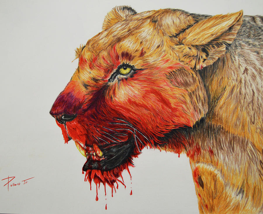 Lioness Drawing by William Pullaro Jr