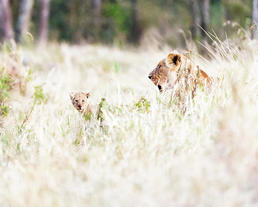 Lioness with Baby Cub in Grasslands Photograph by Good Focused