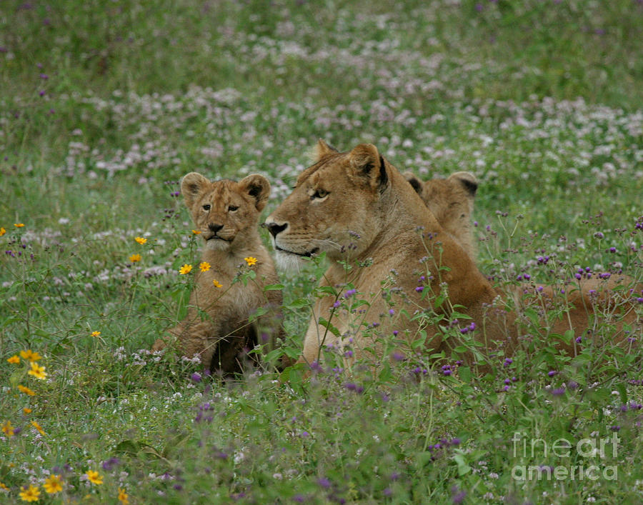 Lioness with Cubs Ngorongoro  Photograph by Joseph G Holland