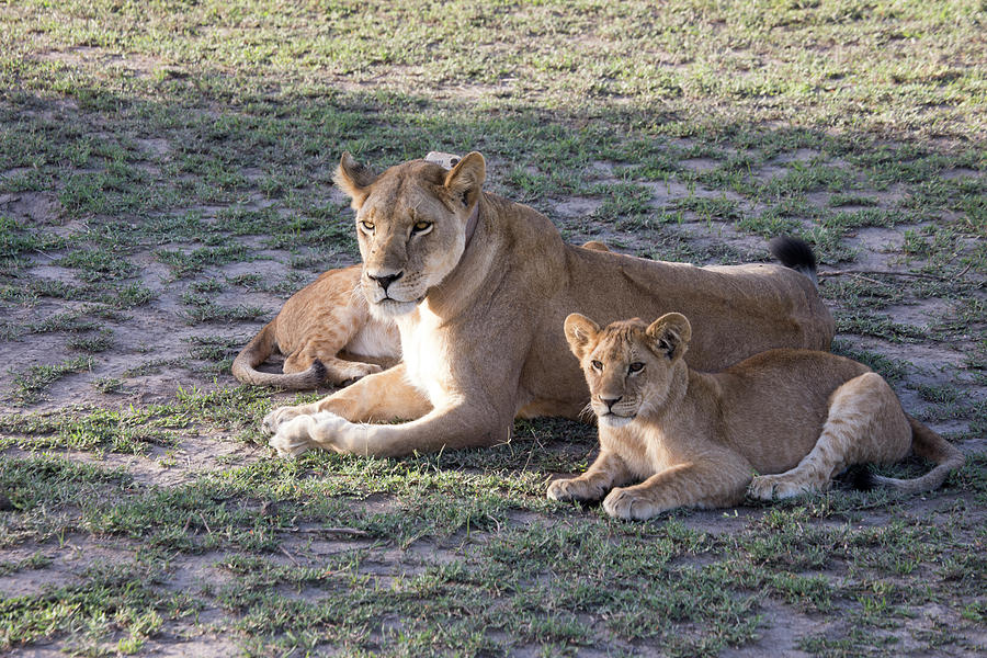 Lioness with cubs, Serengeti, Tanzania Photograph by Karen Foley