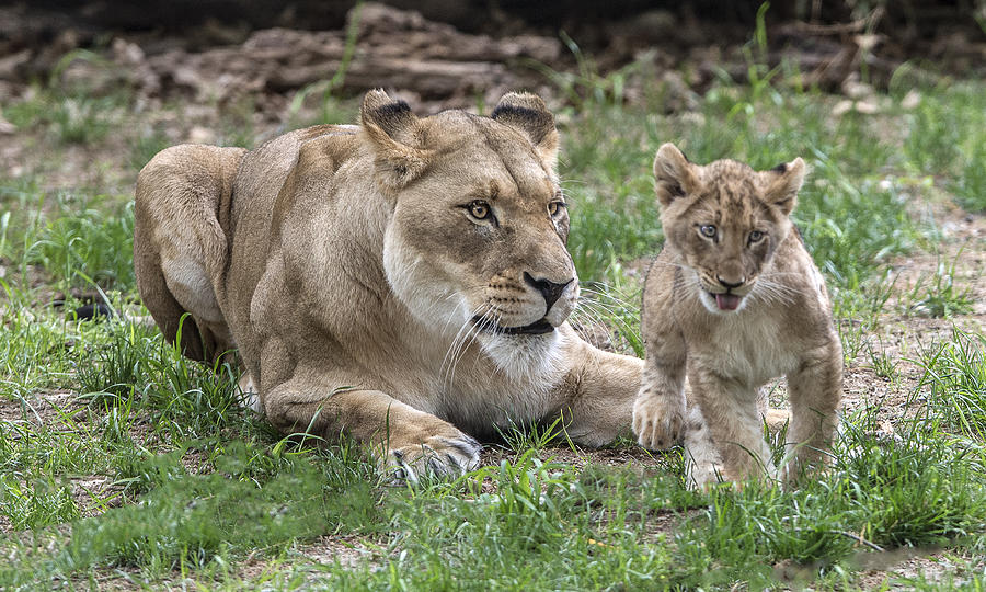 Lioness With Her Cub Photograph by William Bitman