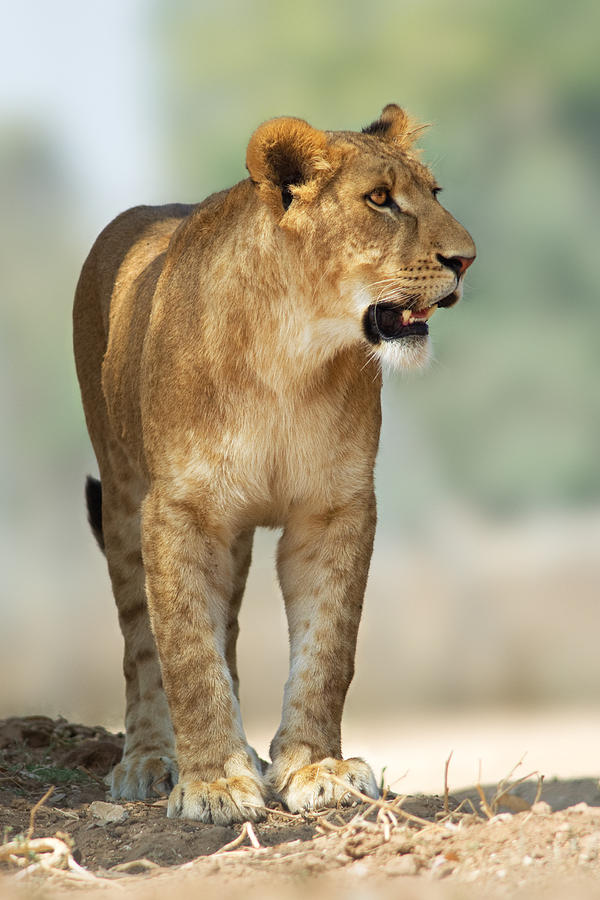 Lioness Photograph by Yuri Peress