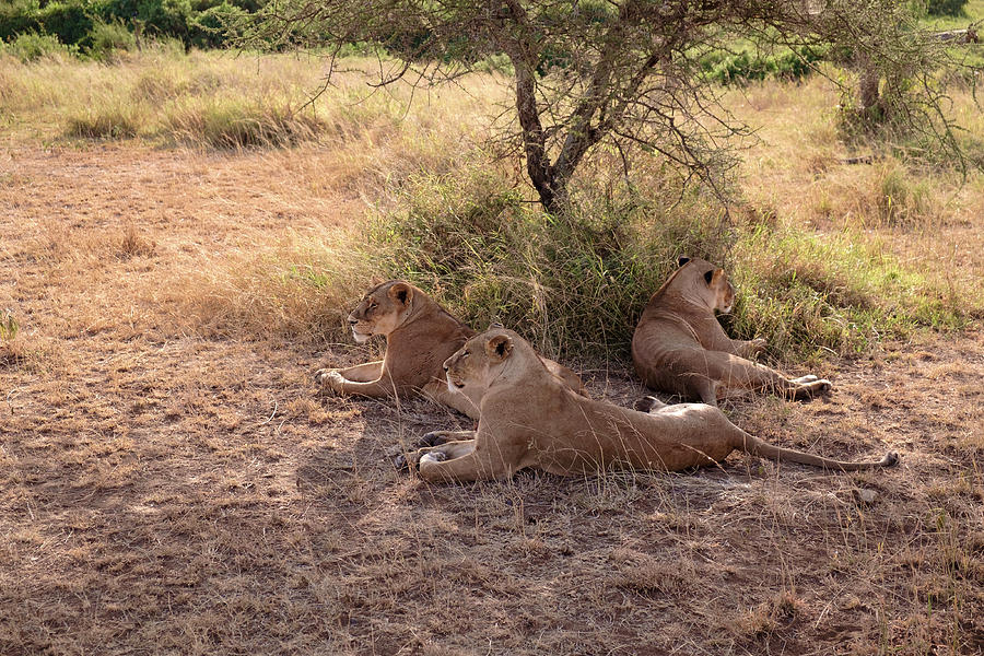 Lionesses Three Photograph by Mary Lee Dereske