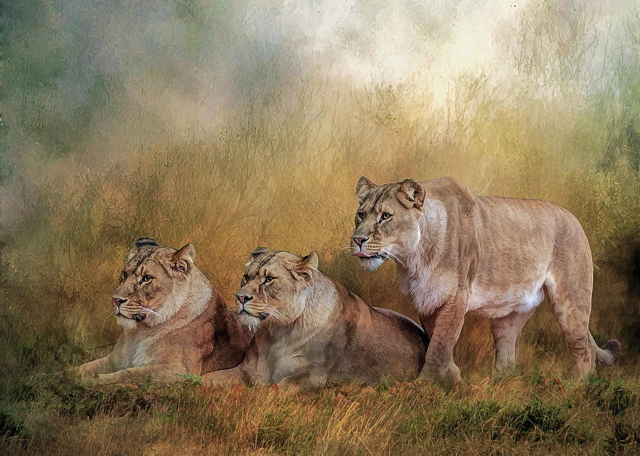 Lionesses watching the herd Digital Art by Brian Tarr