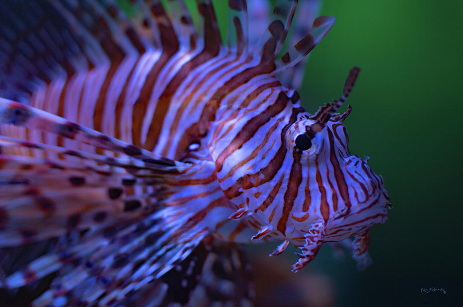 Lionfish Close Up Photograph by Ken Figurski