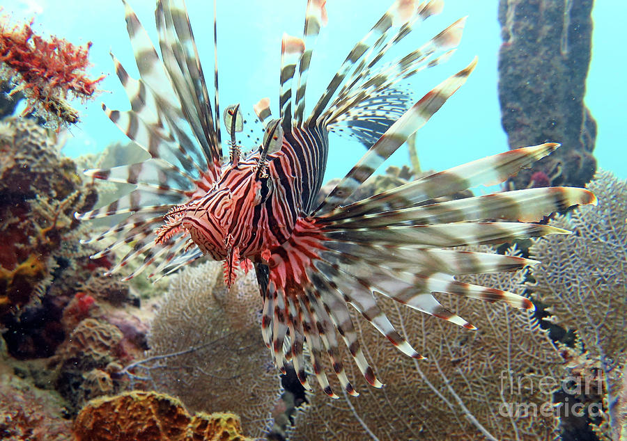 Lionfish Photograph by Daryl Duda