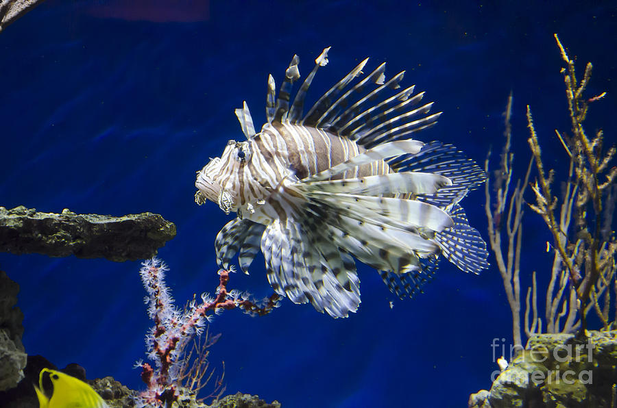 Lionfish Photograph by Jim And Emily Bush