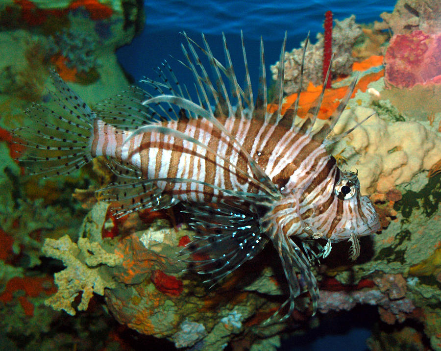 Lionfish Photograph by Kathleen Stephens