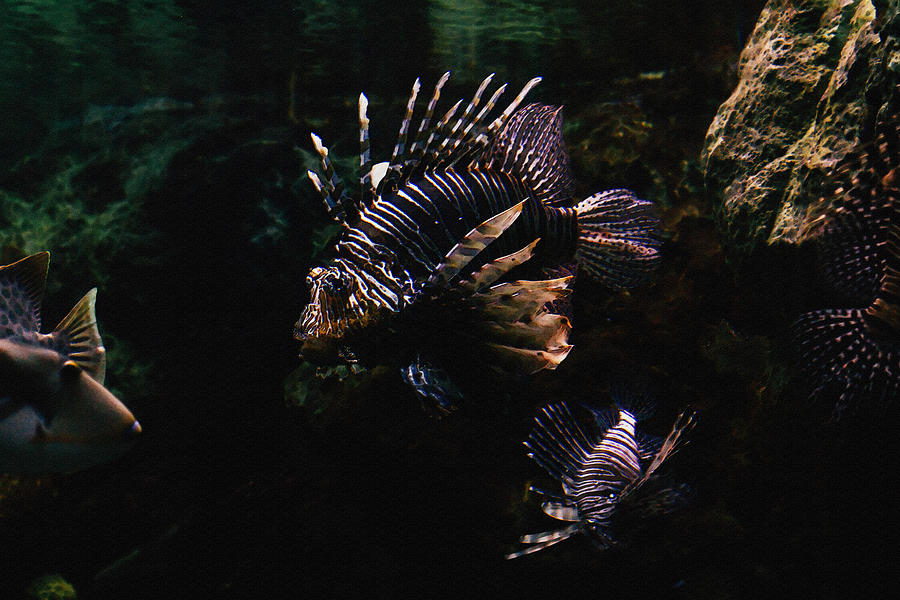 Fish Mixed Media - Lionfish by Pati Photography