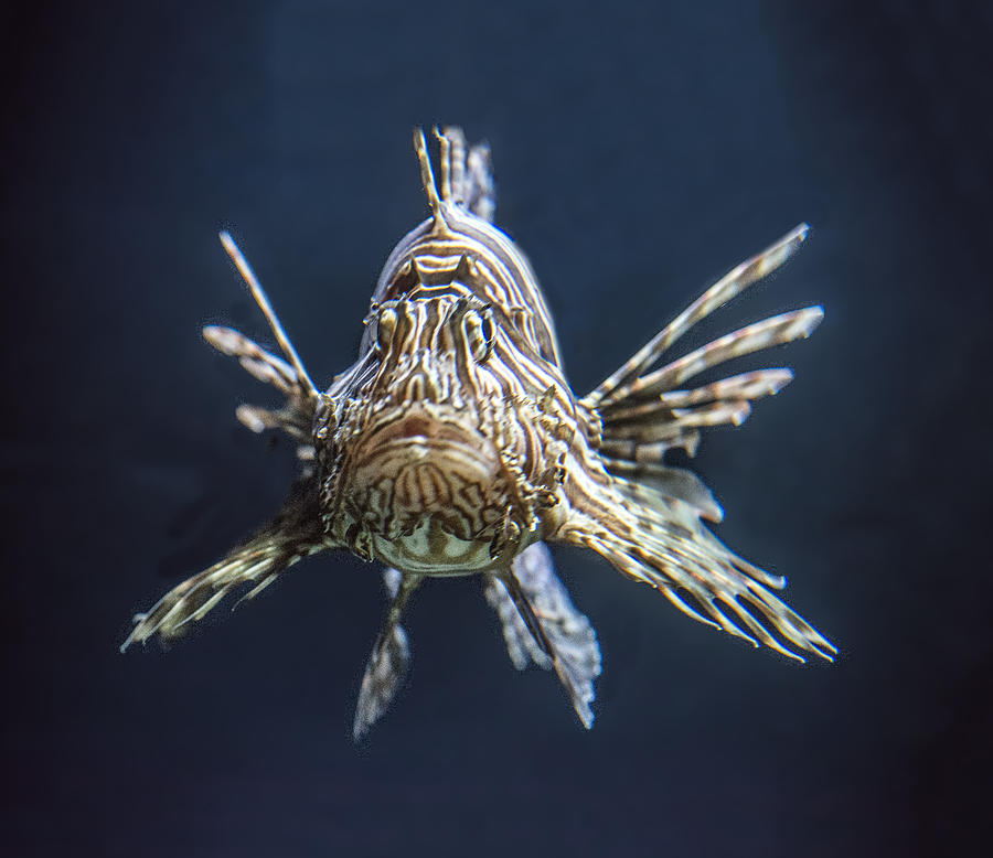 Lionfish Portrait Photograph by William Bitman