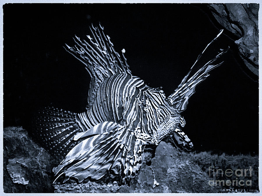 Lionfish Pterois Rotfeuerfisch Bw Photograph by Mona Stut