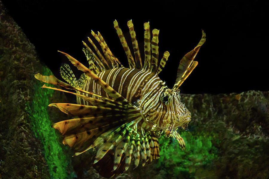 Lionfish Photograph by Richard Goldman