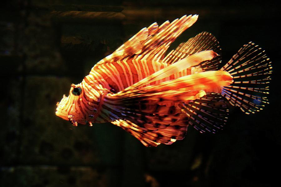 Lionfish Photograph by Robert Wilder Jr