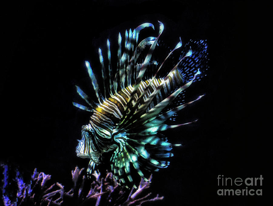 Lionfish swims Photograph by Ruth Jolly