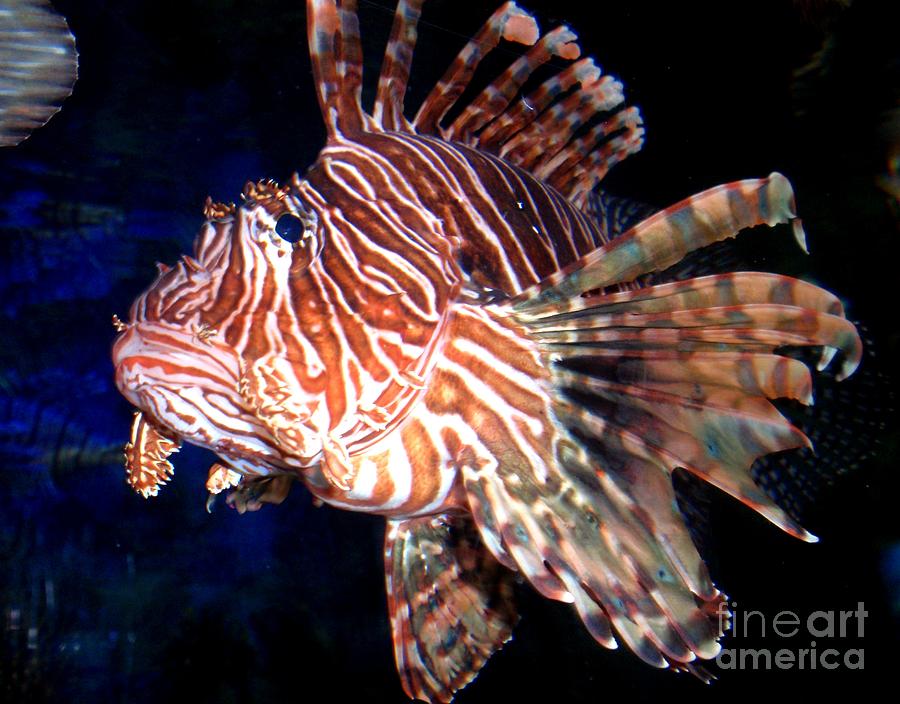 Nature Photograph - Lionfish The Great by Valia Bradshaw