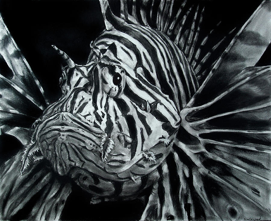 Lionfish Drawing by William Underwood