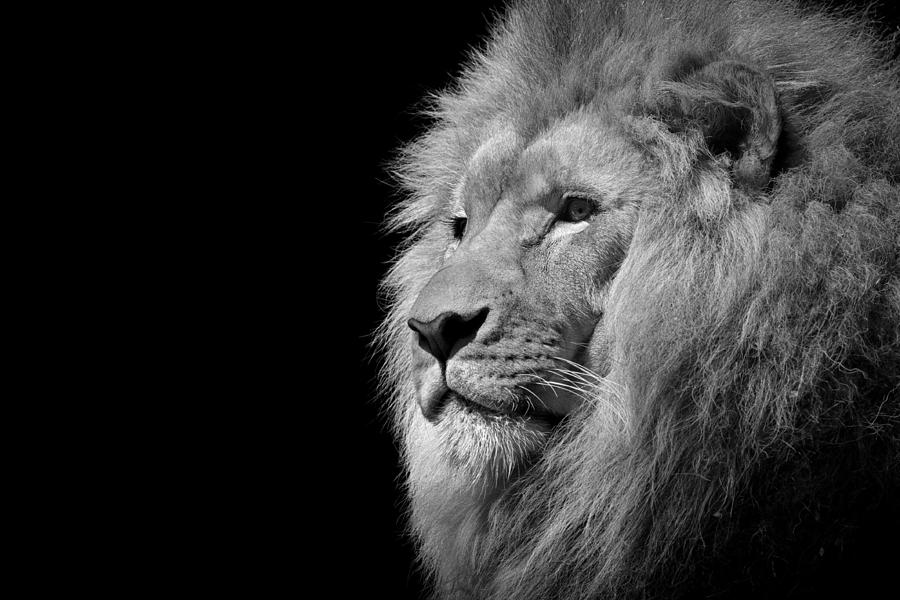 Lionheart Photograph by Lucky Chen - Fine Art America