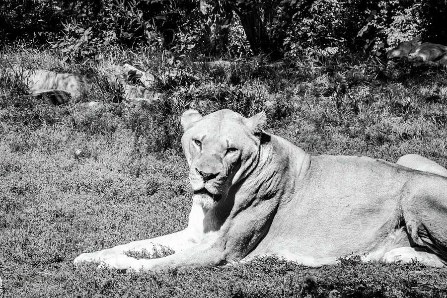 Lionness Photograph by Pamela Williams