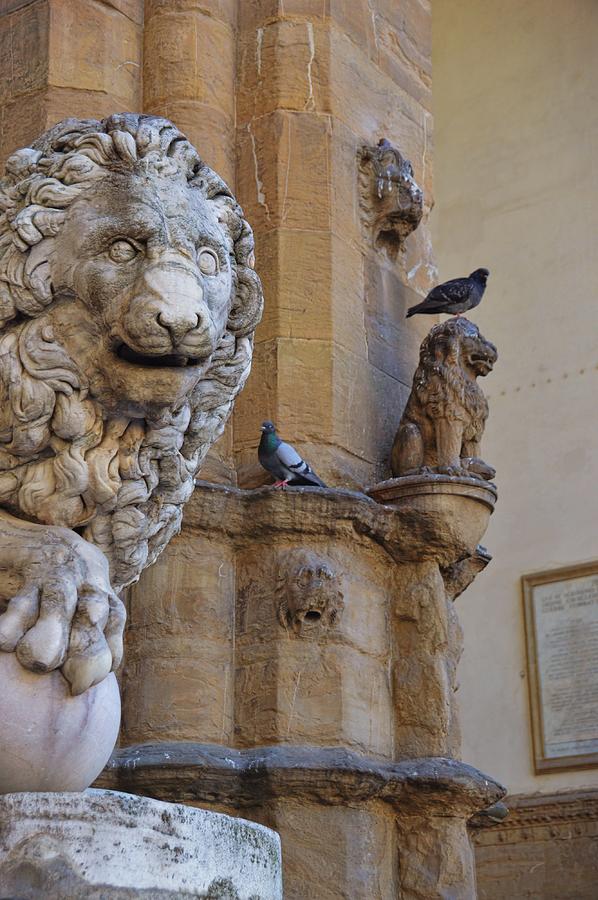 Lions And Pigeons Photograph by JAMART Photography