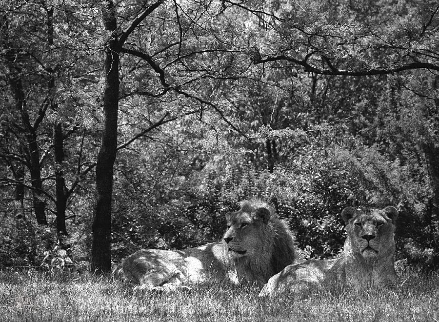 Lions at Toronto Metro Zoo Photograph by Jim Vance