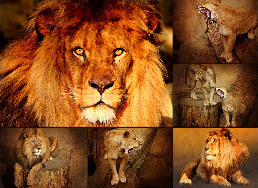 Wildlife Photograph - Lions Collage by Heike Hultsch