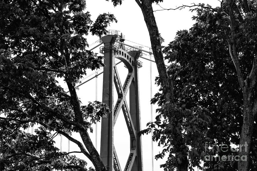 Lions Gate Between the Trees mono Photograph by John Rizzuto