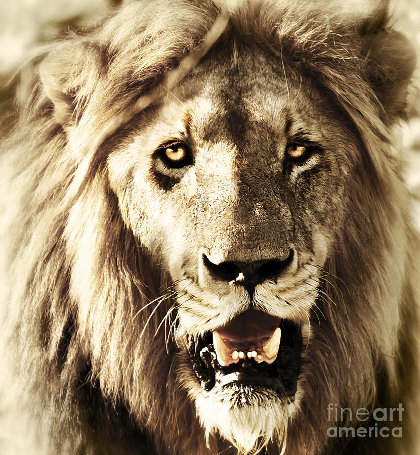 Animal Photograph - Lions head  by Anna Om
