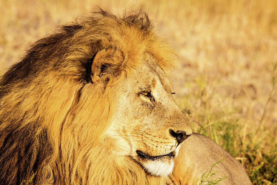Lion Photograph - Lions Head by Matt Cohen Lion Photograph - Lions Head by Matt Cohen