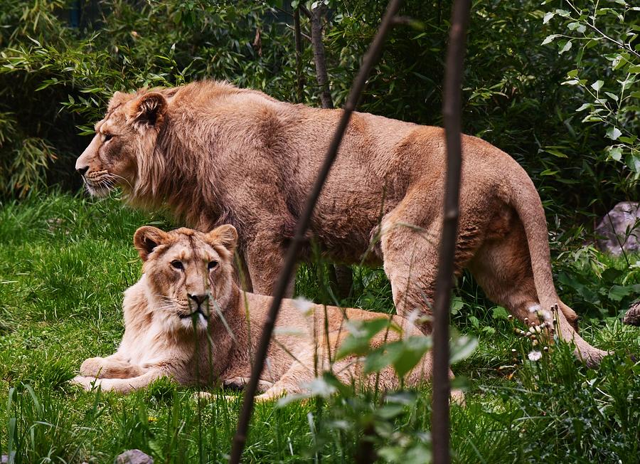 Lions Photograph