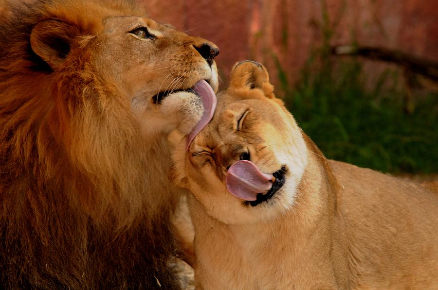 Lions Licking Photograph By John Chellman Fine Art America