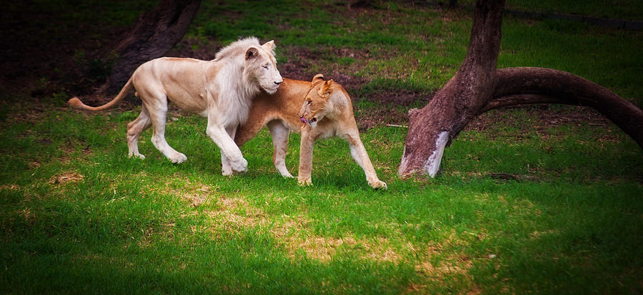 Lions Love Photograph by Jenny Rainbow