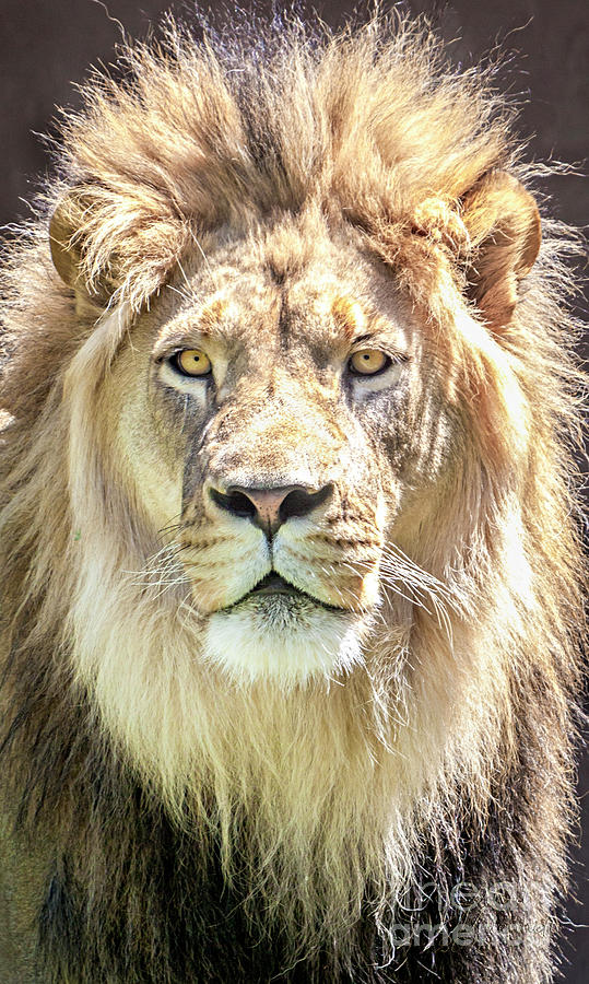 Lions Mane Photograph by David Millenheft - Fine Art America