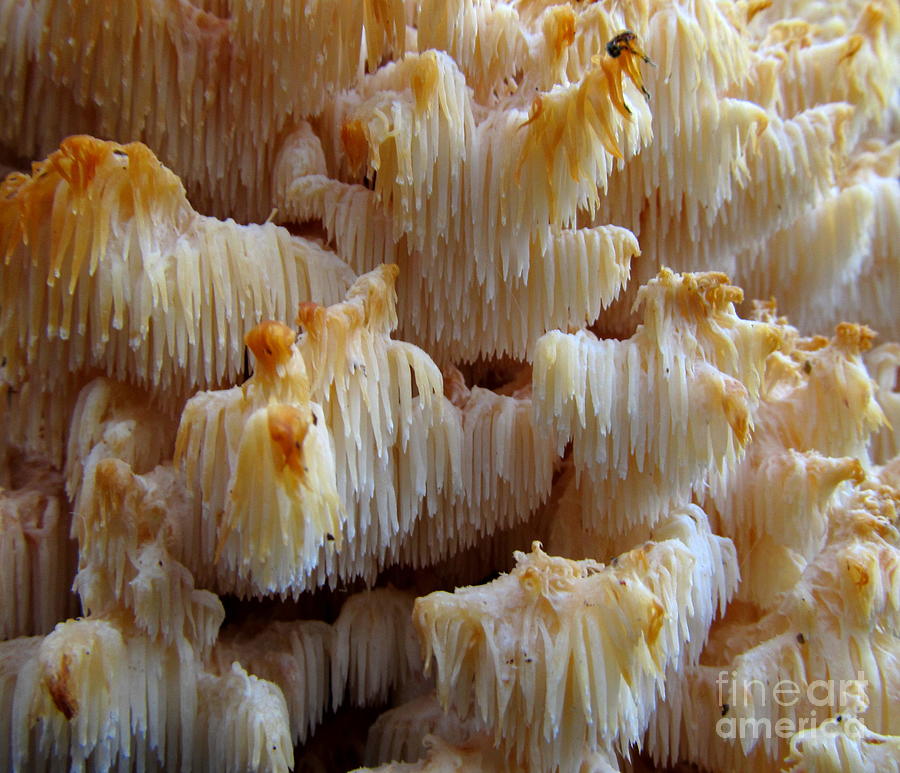 Lions Mane Mushroom Photograph by Joshua Bales